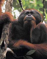 Orangutan