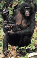 Bonobo