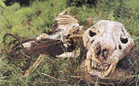 Smutné svědectví - pozůstatky tygra chyceného do pytlácké pasti